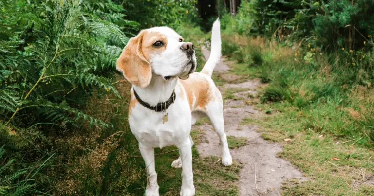 Edad humana de los perros: cómo interpretar la rueda de equivalencias