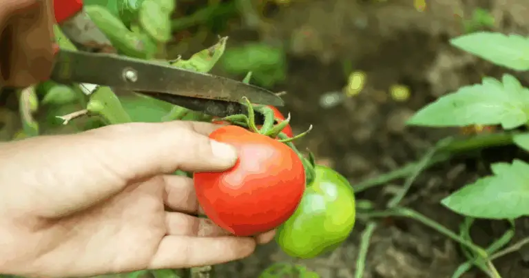 Consejos para duplicar la cosecha de tomates y otros vegetales