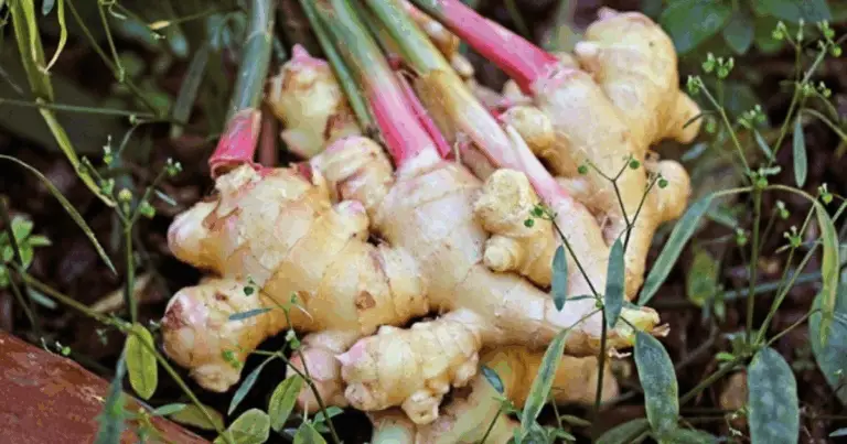 Cómo reciclar bolsas viejas para cultivar jengibre en casa: cosecha abundante con poco esfuerzo