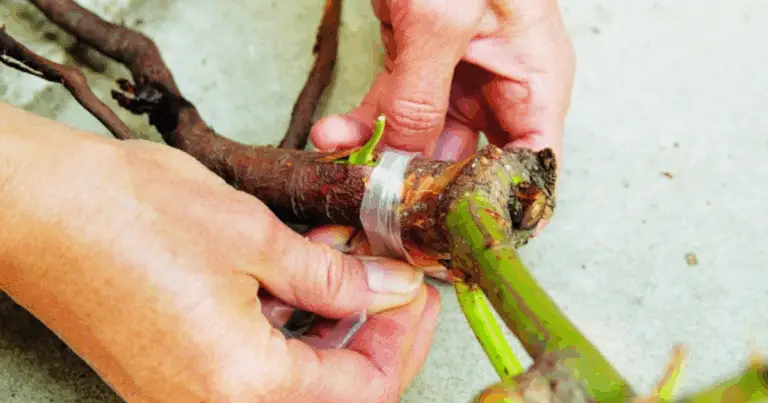 Consejos para realizar injertos de rosas con éxito