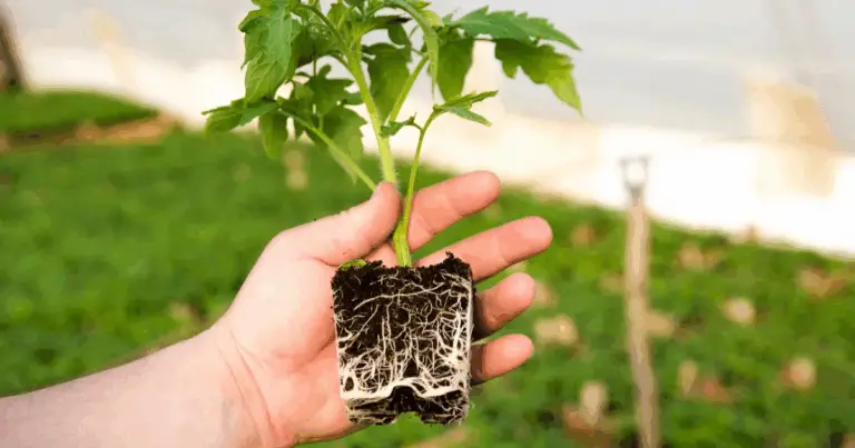 Propagar rosas con tomate: guía práctica y segura para fortalecer tus rosales