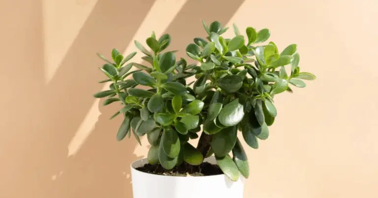Propagación de la planta de jade: guía sencilla y efectiva para multiplicarla en casa
