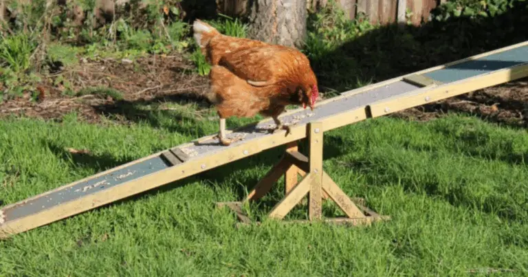 Enriquecimiento natural para gallinas: cómo usar la calabaza para su bienestar