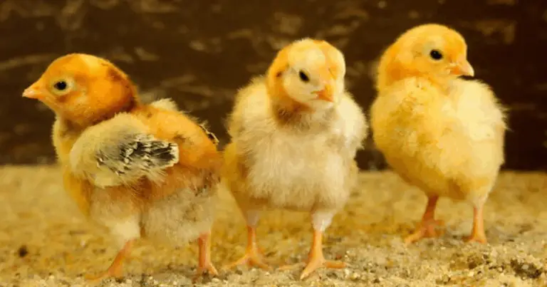 Criadora casera para pollitos: guía completa de calor, cuidado y seguridad