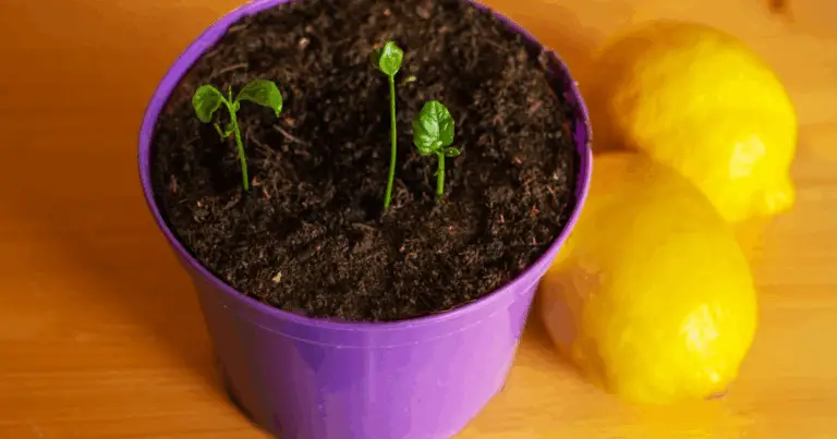 Cómo cultivar un limonero en maceta desde semilla: guía paso a paso para tener cítricos en casa