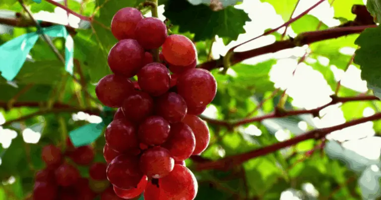 Cómo se propagan realmente las uvas: métodos efectivos para reproducir una vid