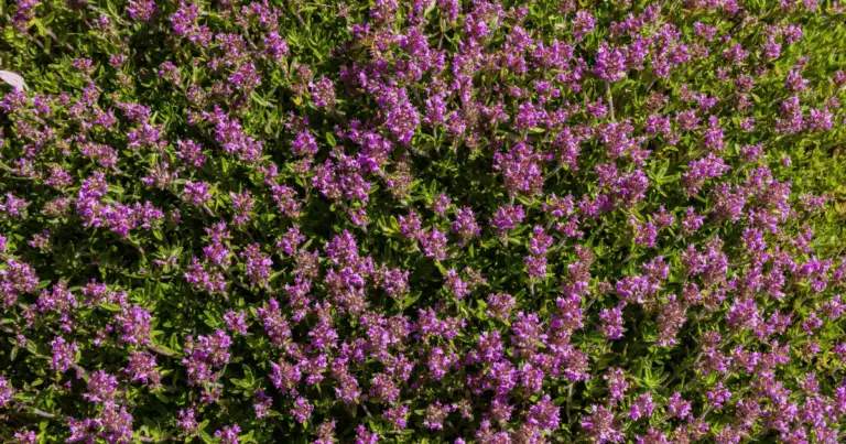 Alternativas al césped: belleza y funcionalidad sostenible en tu jardín