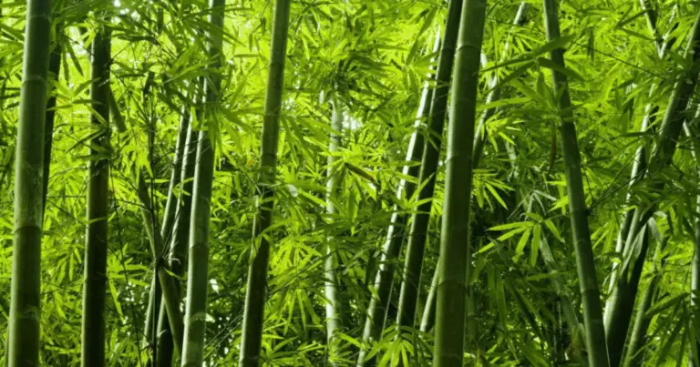 El poder del bambú y el cáñamo para proteger el medio ambiente