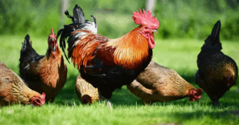 El lenguaje de las gallinas: cómo entender su comunicación corporal y sonora