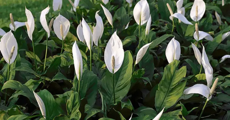 Secretos para cuidar del lirio de la paz y lograr una floración prolongada