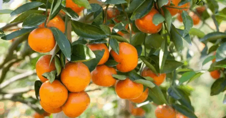 Cómo evitar la caída de frutos en naranjos y limoneros