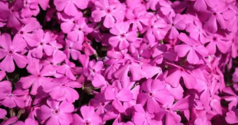 Tapices de flox rastrero: cómo crear un jardín colorido y de bajo mantenimiento