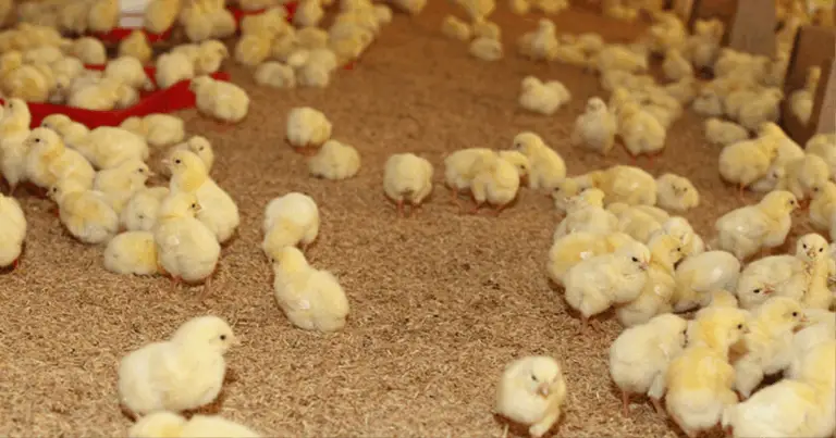 Cómo hacer un comedero y bebedero casero para pollitos con materiales reciclados