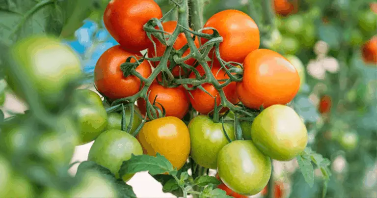 Cómo preparar el fertilizante natural ideal para plántulas de tomate y pimiento