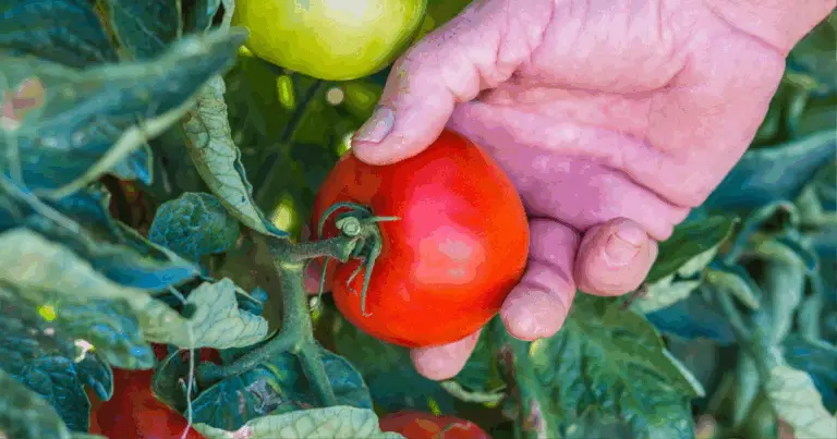 Cómo evitar errores en el cultivo de tomates y pepinos: consejos esenciales para una cosecha abundante