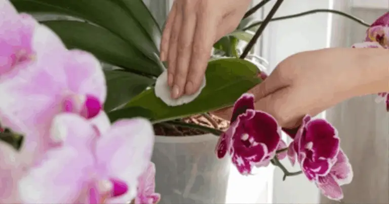 Cómo hacer que tu orquídea florezca nuevamente: guía completa de cuidados