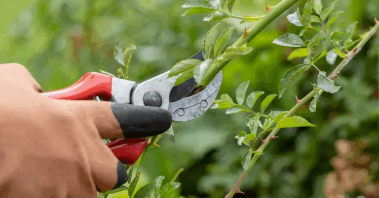 Secretos para mantener un jardín saludable y lleno de vida