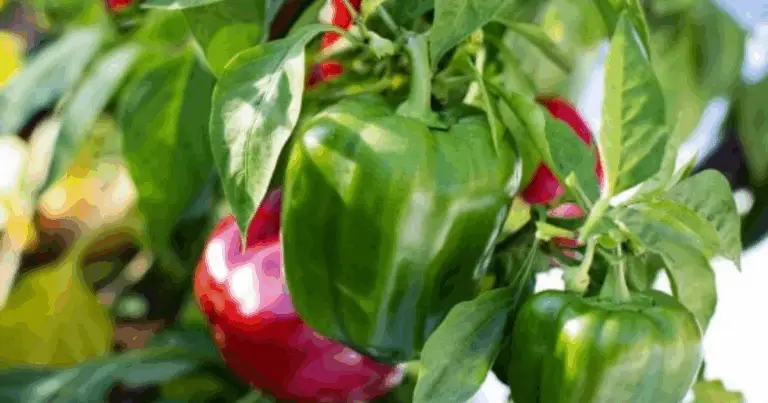 Cultivo saludable de pepinos, tomates y pimientos: guía completa para una cosecha abundante y ecológica