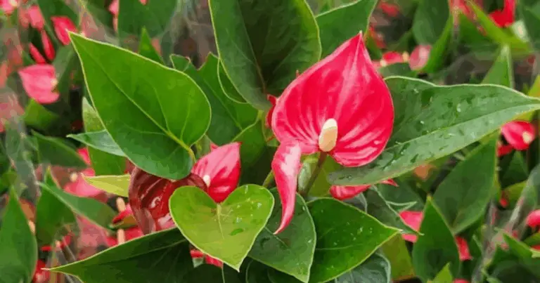 Secretos para hacer florecer nuevamente tu anturio: guía natural y efectiva