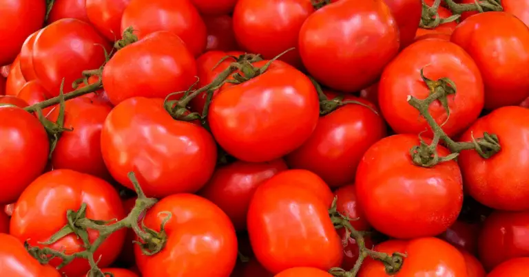 Cómo garantizar una cosecha abundante de tomates: 6 consejos esenciales para el éxito