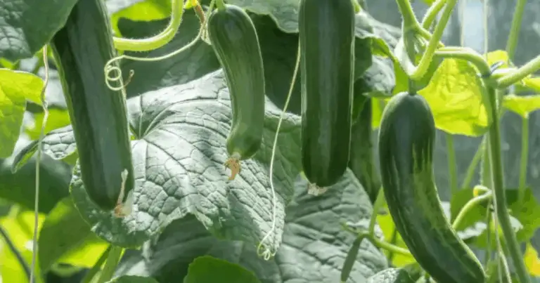 Secreto natural para acelerar el crecimiento de los pepinos