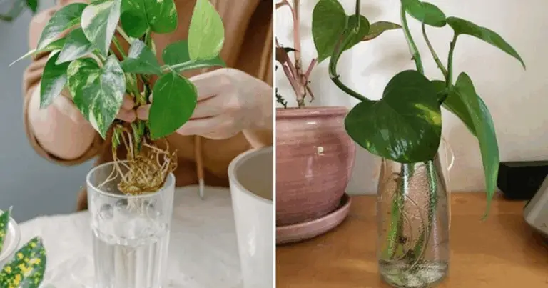 Plantas que crecen en agua: guía completa para un jardín interior fácil y sostenible