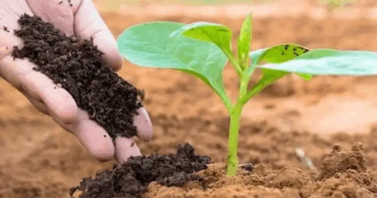 Cómo mejorar la salud del suelo y aumentar la productividad de tus cultivos