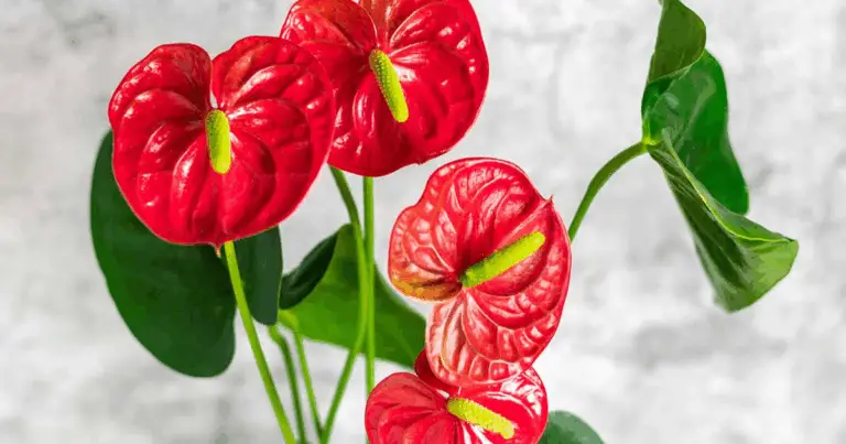 Cómo mantener tu anturio saludable y lleno de vida durante años