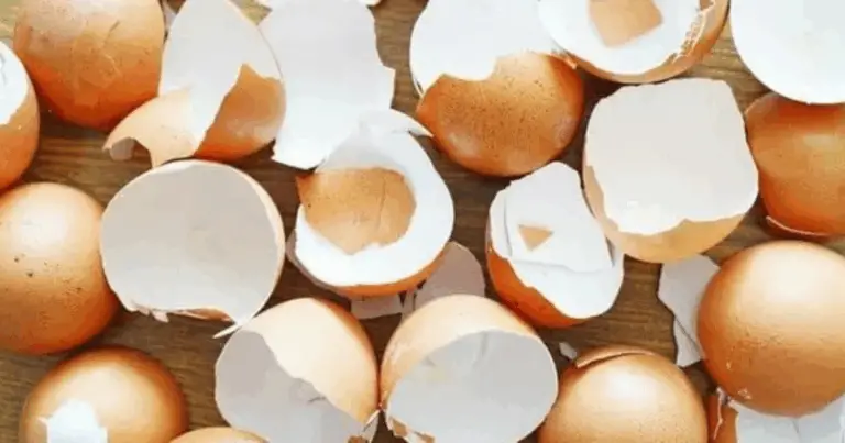 Cáscaras de huevo: el secreto natural para fortalecer tus plantas y mejorar el suelo