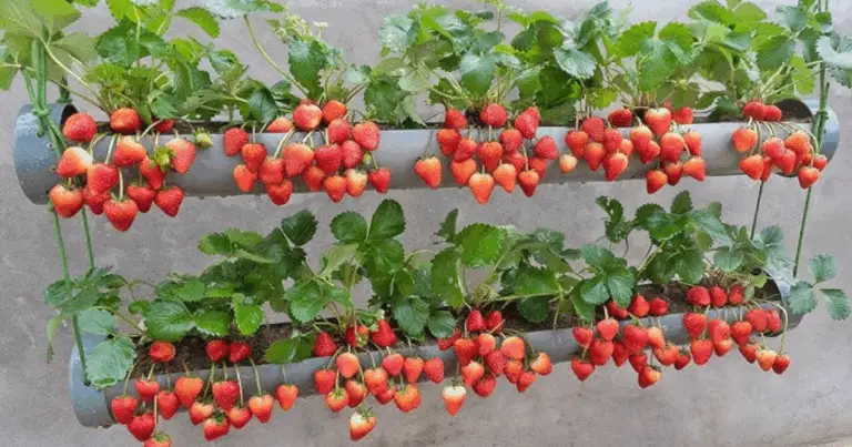 Cómo cultivar fresas en tubos: guía práctica para una cosecha exitosa