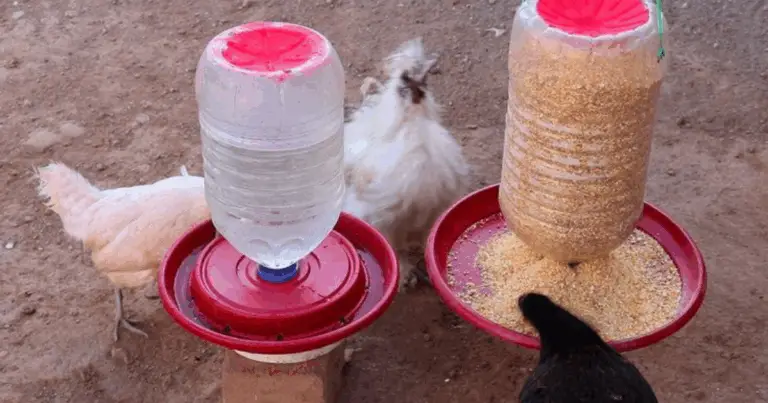 Cómo hacer comederos y bebederos para gallinas con botellas de plástico: guía práctica y ecológica