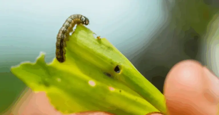 Gusanos que causan daño a los cultivos: identificación, prevención y control natural