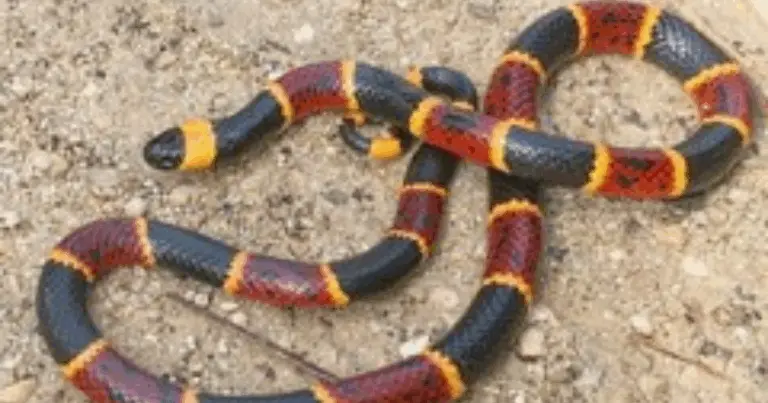 Cómo diferenciar una serpiente coral verdadera de una falsa coral: guía visual y práctica