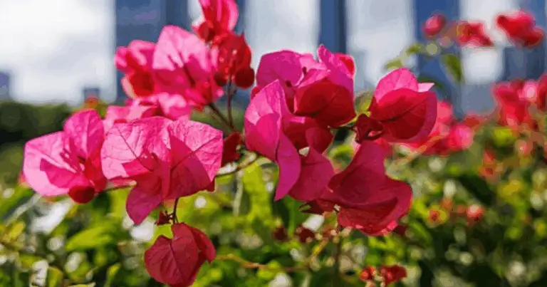 Cómo Podar la Buganvilla: Guía Completa para Mantenerla Sana y Llena de Flores