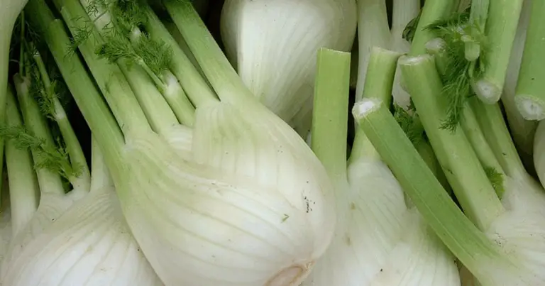 Cómo cultivar y trasplantar hinojo en septiembre: guía completa para un cultivo exitoso