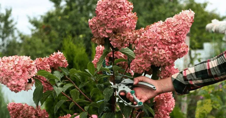Cómo Podar Hortensias: Guía Completa para un Jardín Lleno de Flores