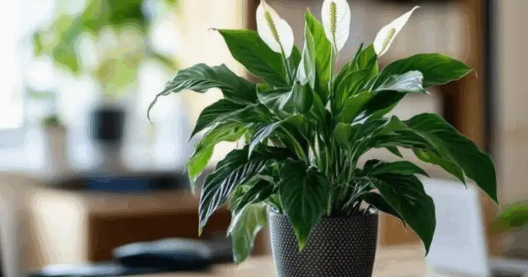 Cómo evitar errores en el crecimiento del spathiphyllum y lograr flores saludables