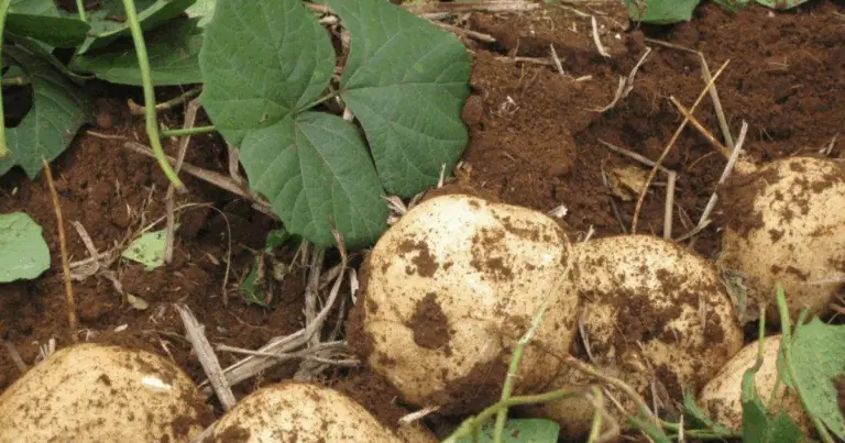 Secretos para Cultivar Jícama con Éxito: Guía Completa para una Cosecha Saludable