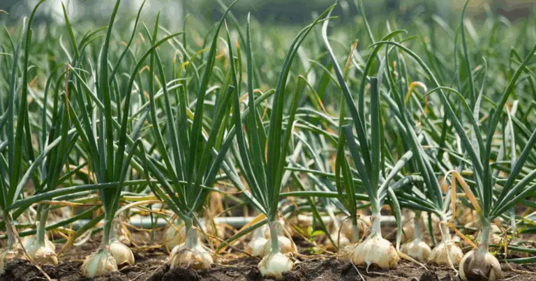 Cómo Evitar Plagas y Aumentar la Producción de Cebollas con Micorrizas