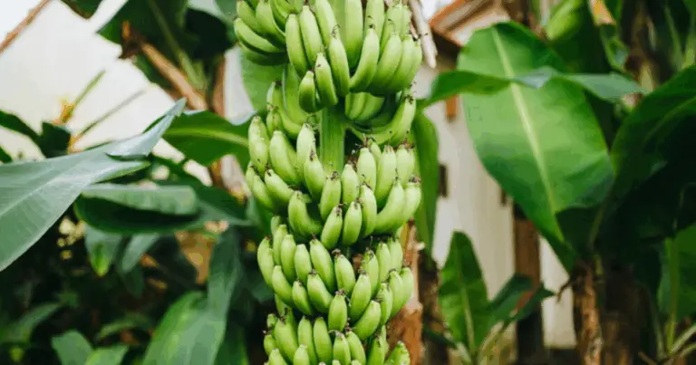 Cómo Cultivar una Banano con Éxito: Guía Completa para una Cosecha Saludable
