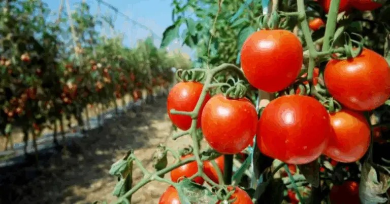 Cómo podar tomates: guía completa para aumentar la cosecha y mejorar la calidad del fruto