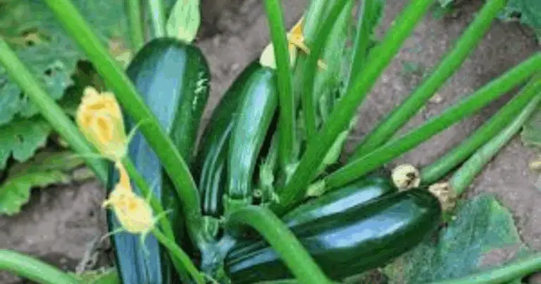 Secretos para Cosechas Abundantes de Calabacines: Cómo Garantizar una Producción Continua en tu Huerto