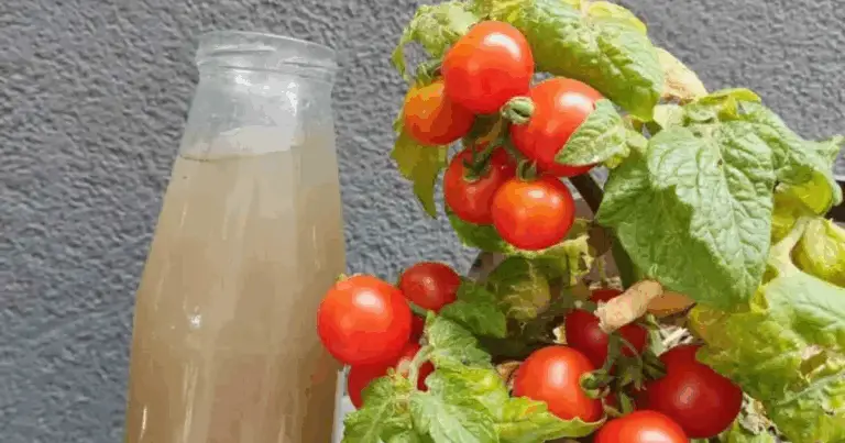 Fertilizante casero para tomates y pepinos: guía completa, segura y efectiva