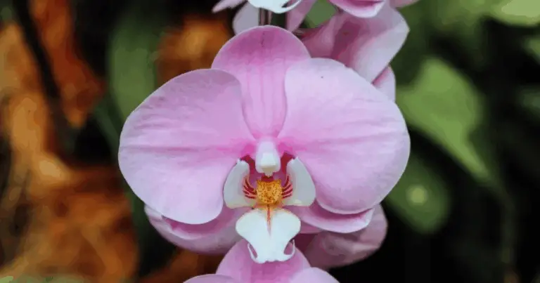Cómo cuidar tus orquídeas para disfrutar de flores abundantes todo el año
