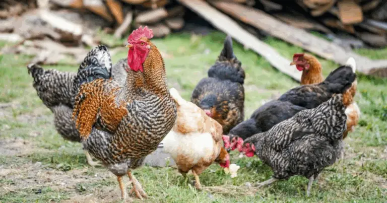 El ciclo reproductivo de la gallina: desde la fecundación hasta el nacimiento del pollito