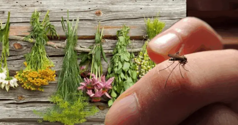 5 Plantas que Repelen Insectos de Forma Natural
