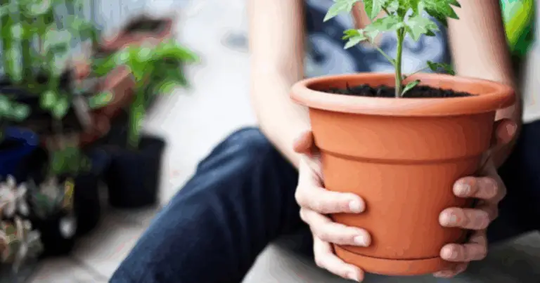 Guía completa para crear una huerta en macetas: qué plantar según el tamaño del recipiente