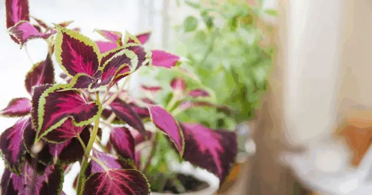 Cómo Cultivar Coleus en Interiores: Guía Completa para una Planta Colorida Todo el Año