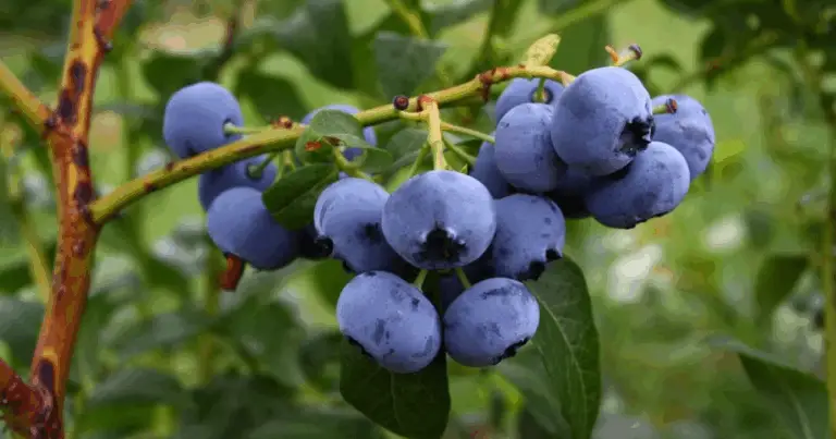 Cómo cultivar arándanos en casa y disfrutar de una cosecha abundante todo el año