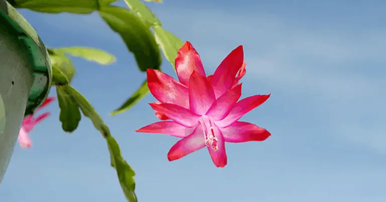 Cómo podar tu cactus de Navidad para obtener flores abundantes y saludables